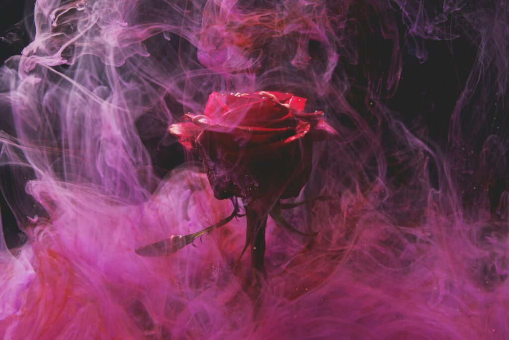 Nocturnal Rose